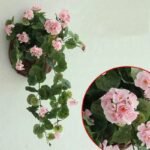 geranium plante dinterieur genereuse et coloree rose clair geranium 239 1
