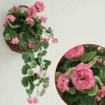 geranium plante dinterieur genereuse et coloree rose geranium 261 1