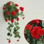 geranium plante dinterieur genereuse et coloree rouge geranium 915 1