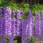 glycine artificielle fleurs artificielles retombantes elegantes 563 1