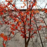 guirlande decorative en feuilles 732 1