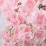 Guirlande Fleurs De Cerisier Pour Décoration élégante