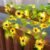 Tournesols - Jaune