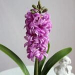 jacinthe elegante et parfumee pour votre interieur 979 1