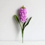 Jacinthe - élégante Et Parfumée Pour Votre Intérieur - Violet Clair