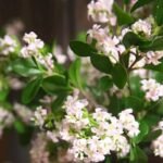jasmin artificiel elegance durable pour votre decor interieur 778 1