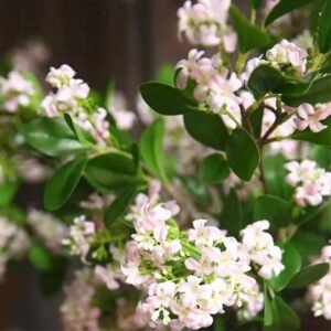 jasmin artificiel elegance durable pour votre decor interieur 778 1