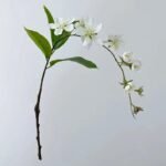 Pissenlit – Plante Médicinale Bio Pour Bien-être Naturel