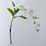 Jasmin - élégance Florale Pour Votre Intérieur - Blanc