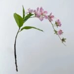 Pissenlit – Plante Médicinale Bio Pour Bien-être Naturel