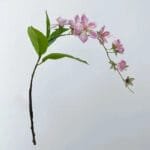 Jasmin - élégance Florale Pour Votre Intérieur - Rose