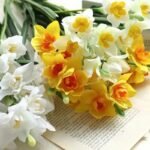 jonquille fleur 203 1
