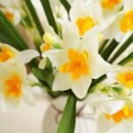 jonquille fleur 620 1