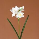 jonquille fleur blanc 906 1