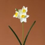 jonquille fleur jaune blanc 1