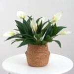 lys bougie parfumee elegante et apaisante 116 1