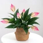 lys bougie parfumee elegante et apaisante 465 1