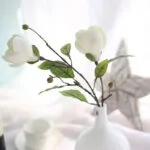 Magnolia - Parfum Floral Délicat Et élégant