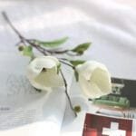 Magnolia - Parfum Floral Délicat Et élégant - Blanc