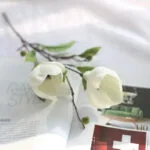 Magnolia - Parfum Floral Délicat Et élégant - Blanc