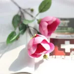 Magnolia - Parfum Floral Délicat Et élégant - Rose