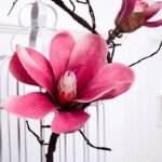magnolia parfum floral subtil et elegant 982 1