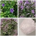 Plante De Lierre Pour Décoration Intérieure Et Extérieure