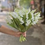 Muguet: Parfum Floral Délicat Et Frais