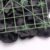 Lierre Vert