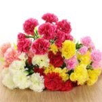 oeillet elegance florale pour toutes occasions 575 1