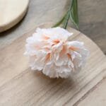 Oeillet - Fleur élégante Pour Tous Vos Arrangements Floraux - Champagne / 6 Fleurs