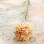 Oeillet: Fleurs Carnation Pour Une Touche élégante à Votre Décor - Champagne