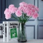 Oeillet: Fleurs Carnation Pour Une Touche élégante à Votre Décor