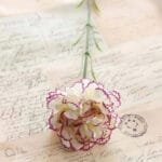 Oeillet: Fleurs Carnation Pour Une Touche élégante à Votre Décor - Blanc Et Violet
