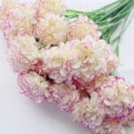 Oeillet: Fleurs Carnation Pour Une Touche élégante à Votre Décor