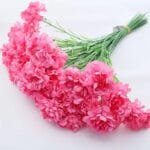 Oeillet: Fleurs Carnation Pour Une Touche élégante à Votre Décor