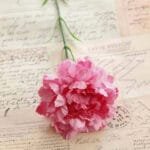 Oeillet: Fleurs Carnation Pour Une Touche élégante à Votre Décor - Rose