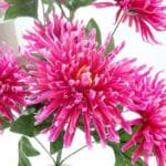 Orchidée Chrysanthème - élégance Florale Pour Votre Intérieur