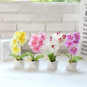 Orchidée - élégance Et Beauté Florale à Votre Portée