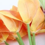 Orchidée: élégance Et Beauté Florale Pour Votre Intérieur
