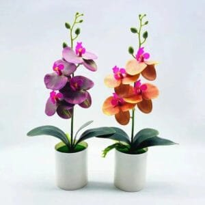 Orchidée: élégance Et Fragilité En Un Seul Produit