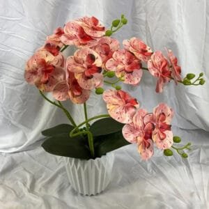 Orchidée: élégance Florale Pour Votre Intérieur