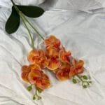 Orchidée: élégance Florale Pour Votre Intérieur - Orange