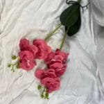 Orchidée: élégance Florale Pour Votre Intérieur - Rose Rouge