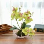 Orchidée: élégance Florale Pour Votre Intérieur - Vert Clair