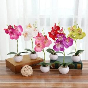 Orchidée - élégance Naturelle Pour Votre Espace Intérieur