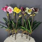 Orchidée: élégance Naturelle Pour Votre Intérieur
