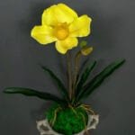 Orchidée: élégance Naturelle Pour Votre Intérieur - Jaune