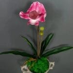Orchidée: élégance Naturelle Pour Votre Intérieur - Rose