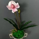 Orchidée: élégance Naturelle Pour Votre Intérieur - Rose Et Blanc